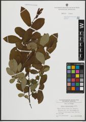 Foto von Salix atrocinerea Brot.